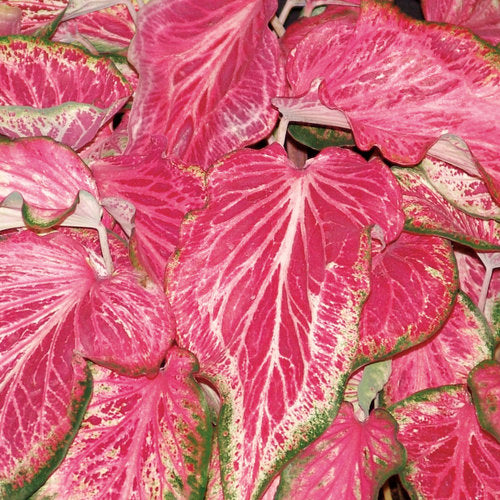2ct Caladium Blushing Bride Bulbs