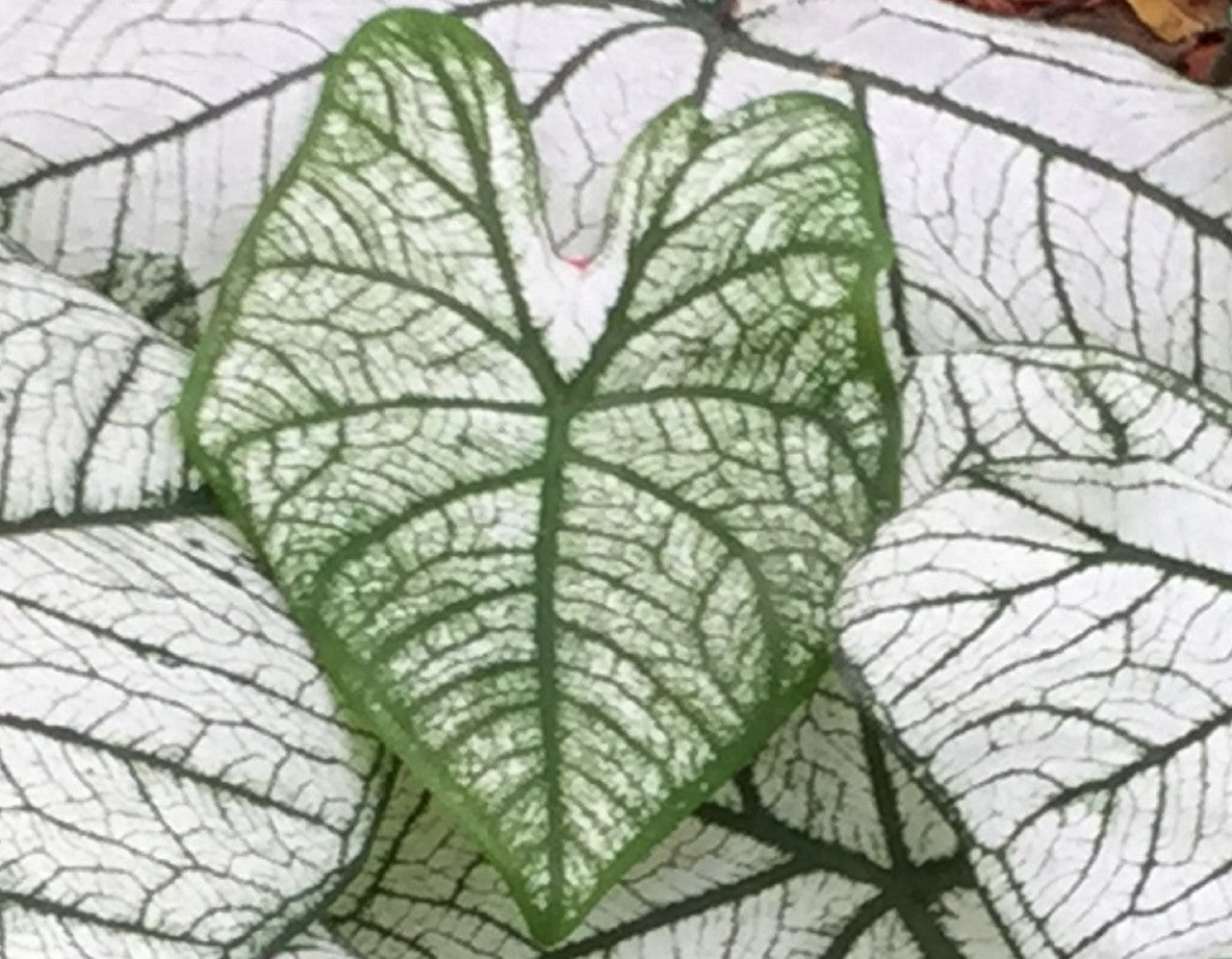 2ct Caladium Candidum Bulbs