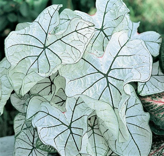 2ct Caladium Candidum Jr. Bulbs