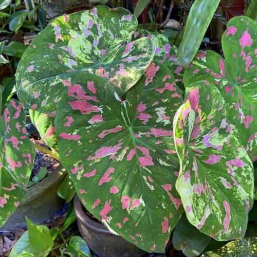 2ct Caladium Florida Beauty Bulbs