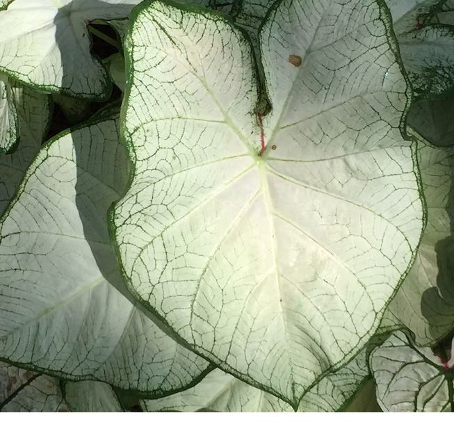 2ct Caladium Florida Moonlight Bulbs