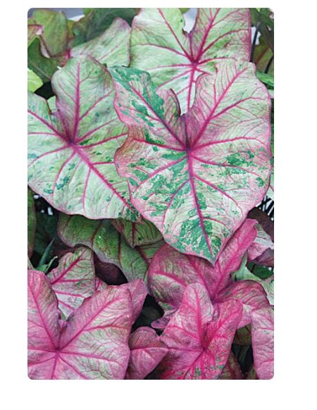 2ct Caladium Autumn Beauty Bulbs