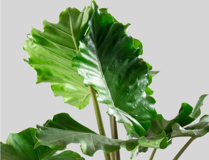 Alocasia Portora Elephant Ear Bulbs