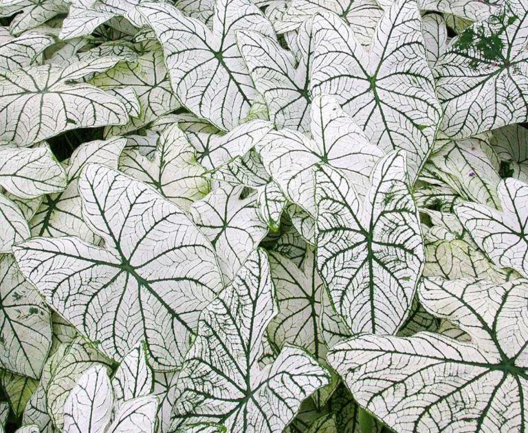3ct Caladium White Mixed Aaron + Candidium Bulbs