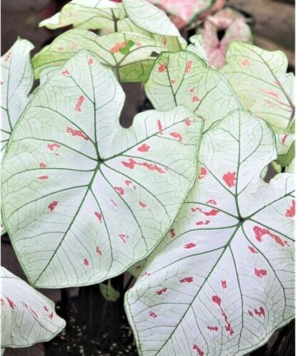 2ct Caladium Cranberry Star Bulb