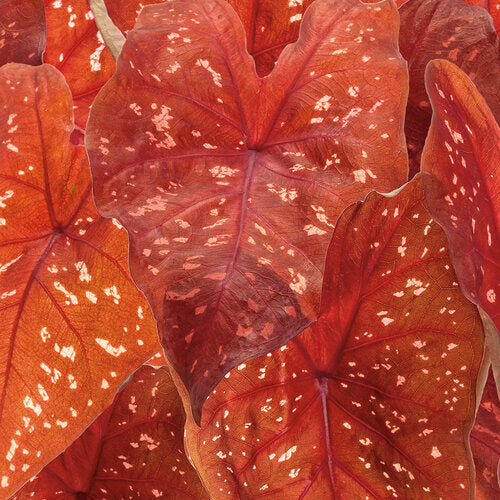 2ct  Caladium Burning Heart Bulbs