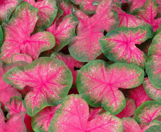 2ct Caladium Classic Pink Bulbs