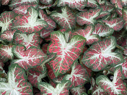 2ct Caladium Dawn to Dusk Bulbs