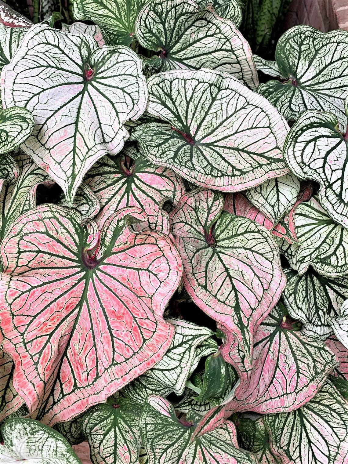 2ct Caladium Debutante Bulbs