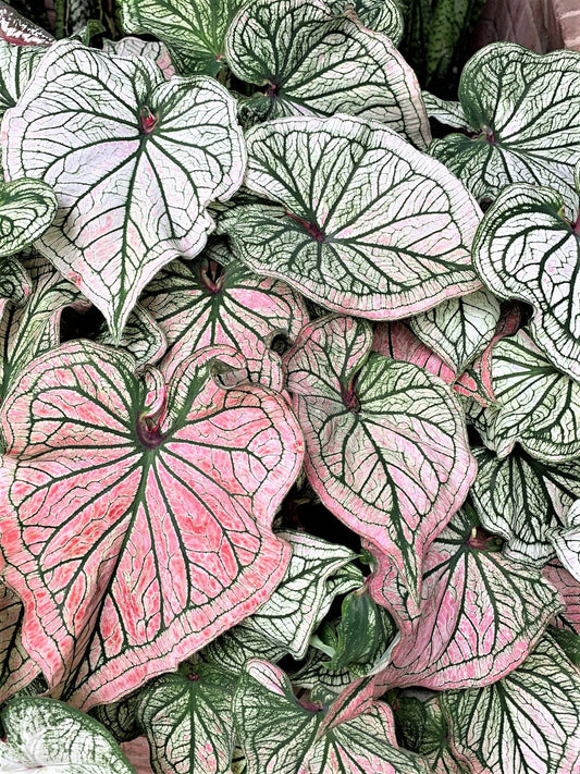 2ct Caladium Debutante Bulbs