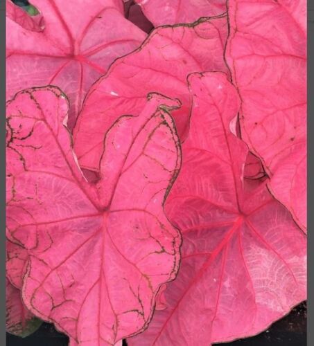 2ct Caladium Fannie Munson Bulbs