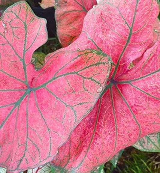 2ct Caladium Festiva Bulbs
