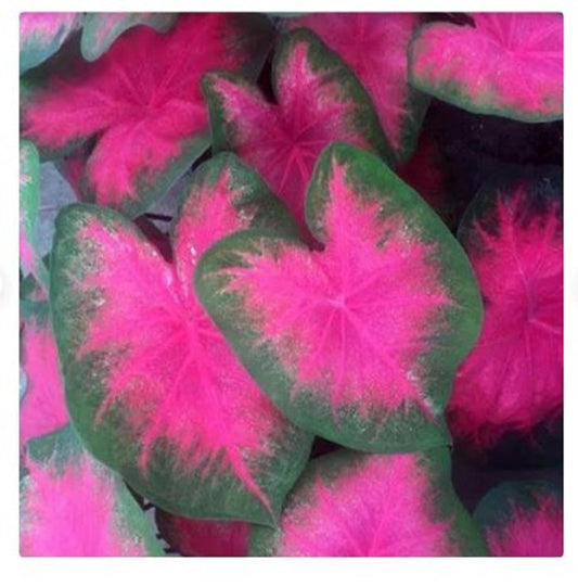2ct Caladium Flamingo Bulbs