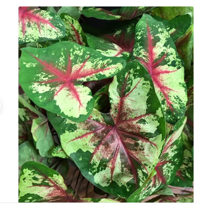 2ct Caladium Flatter Me Bulbs