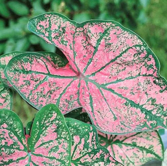2ct Caladium Florida Roselight Bulbs