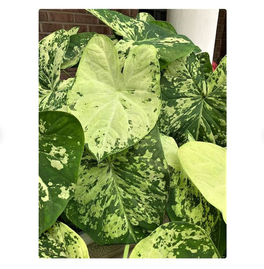 2ct Caladium Frog in a Blender Bulbs