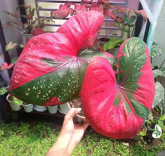 2ct Caladium Harrison Strap Bulbs