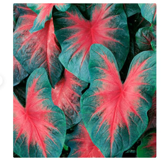 2ct Caladium John Peed Bulbs