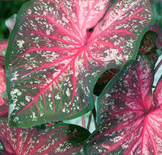 2ct Caladium Lance Whonton Bulbs