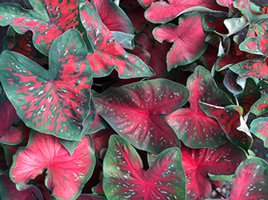 2ct Caladium Mixed Red Bulbs