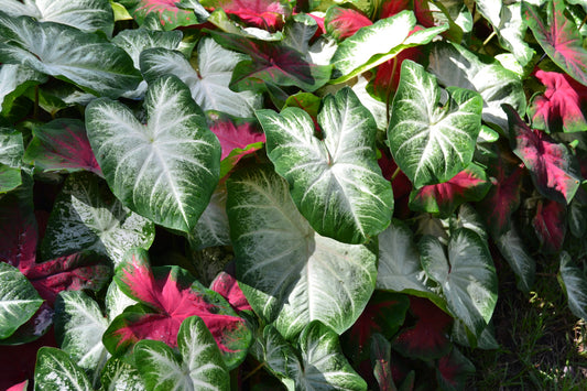 2ct Caladium Mixed Red White Bulbs