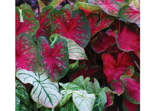 2ct Caladium Mixed Tropical Bulbs