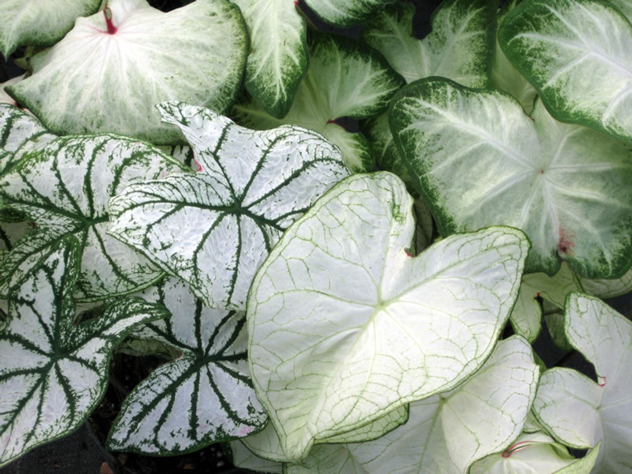 2ct Caladium Mixed White Bulbs