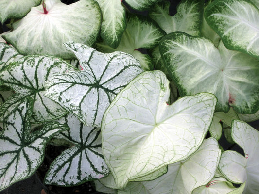 2ct Caladium Mixed White Bulbs