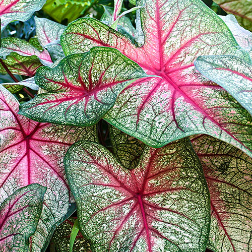 2ct Caladium Mrs. F.M. Joyner Bulbs