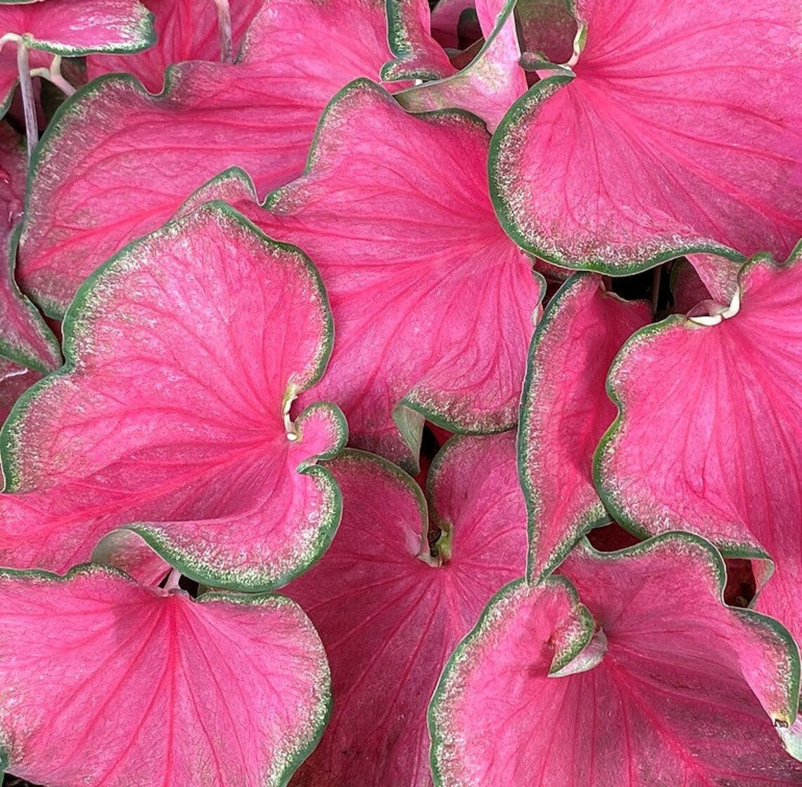 2ct Caladium Passionista Bulbs