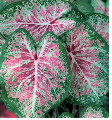 2ct Caladium Pink Cloud Bulbs