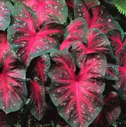 2ct Caladium Red Flash Bulbs