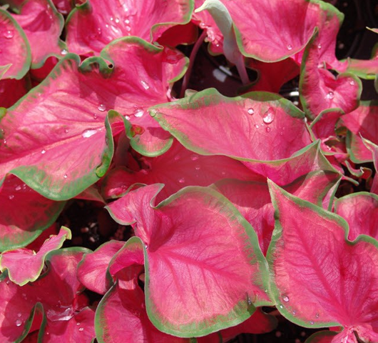 2ct Caladium Sangria Bulbs