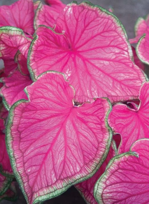 2ct Caladium Sweeheart Bulbs
