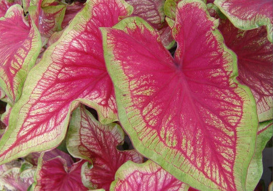 2ct Caladium Tikki Torch Bulbs