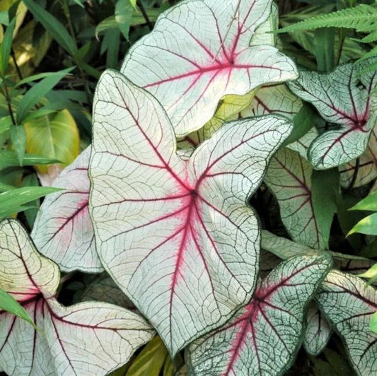 2ct Caladium White Queen Bulbs