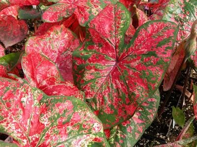 2ct Caladium Fire Chief Bulbs
