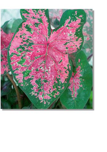 2ct Caladium Fire Chief Bulbs