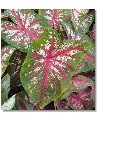 2ct Caladium Florida Calypso Bulb