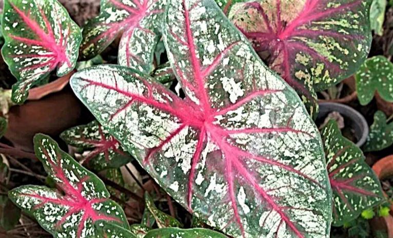 2ct Caladium Florida Calypso Bulb