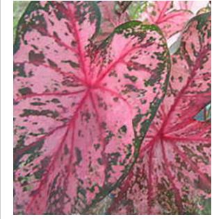 2ct Caladium Gypsy Rose Bulb