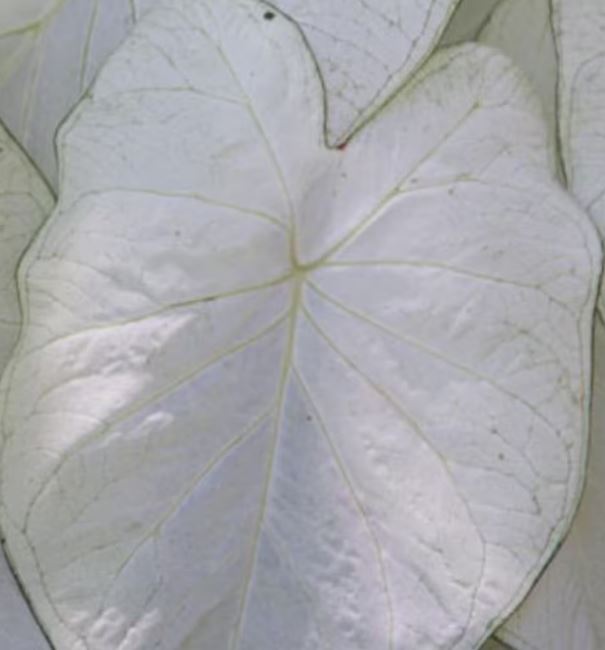 2ct Caladium June Bride Bulbs