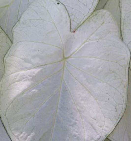 2ct Caladium June Bride Bulbs