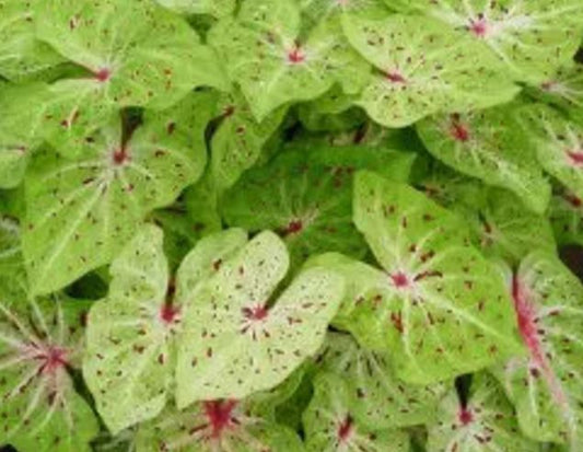 2ct Caladium Miss Muffet Bulbs