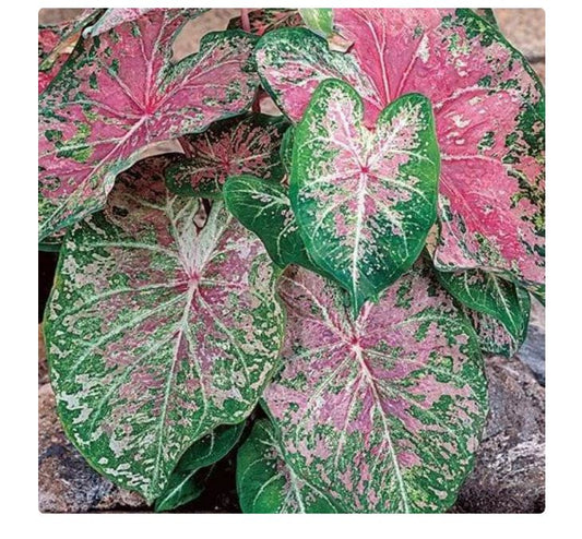 2ct Caladium Pink Cloud Bulbs