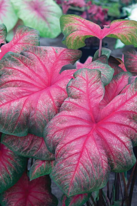 2ct Caladium Tequila Sunrise Bulbs (RARE)