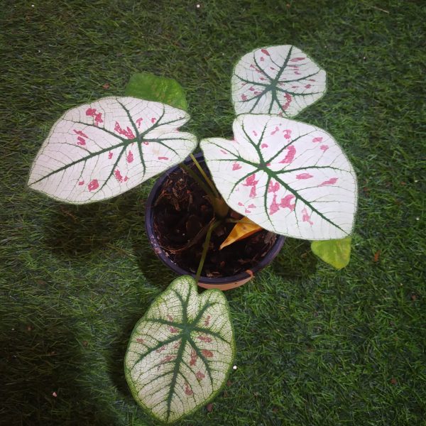 2ct Caladium Cranberry Star Bulb