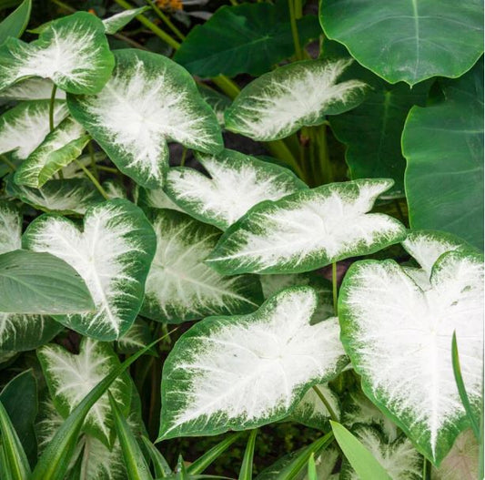 3ct Caladium White Mixed Aaron + Candidium Bulbs