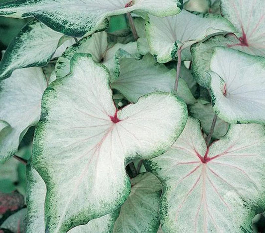 2ct Caladium White Wing Bulbs