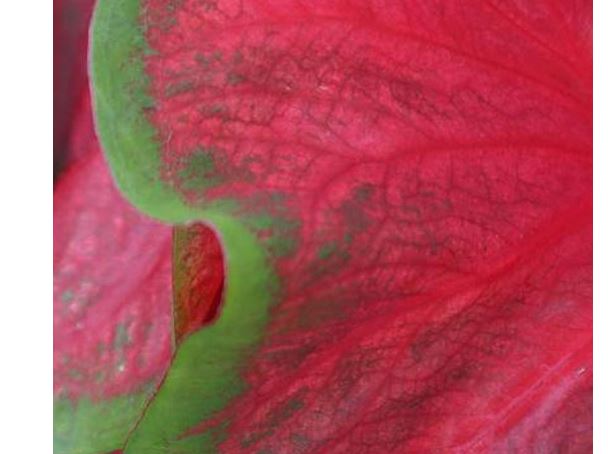 2ct Caladium Dragon Heart Bulb